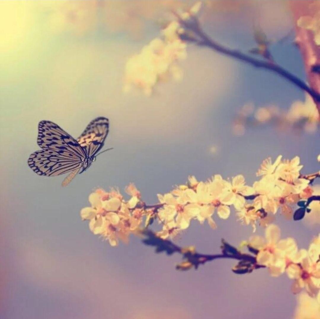 mariposa volando cerca de una rama de almendro en flor