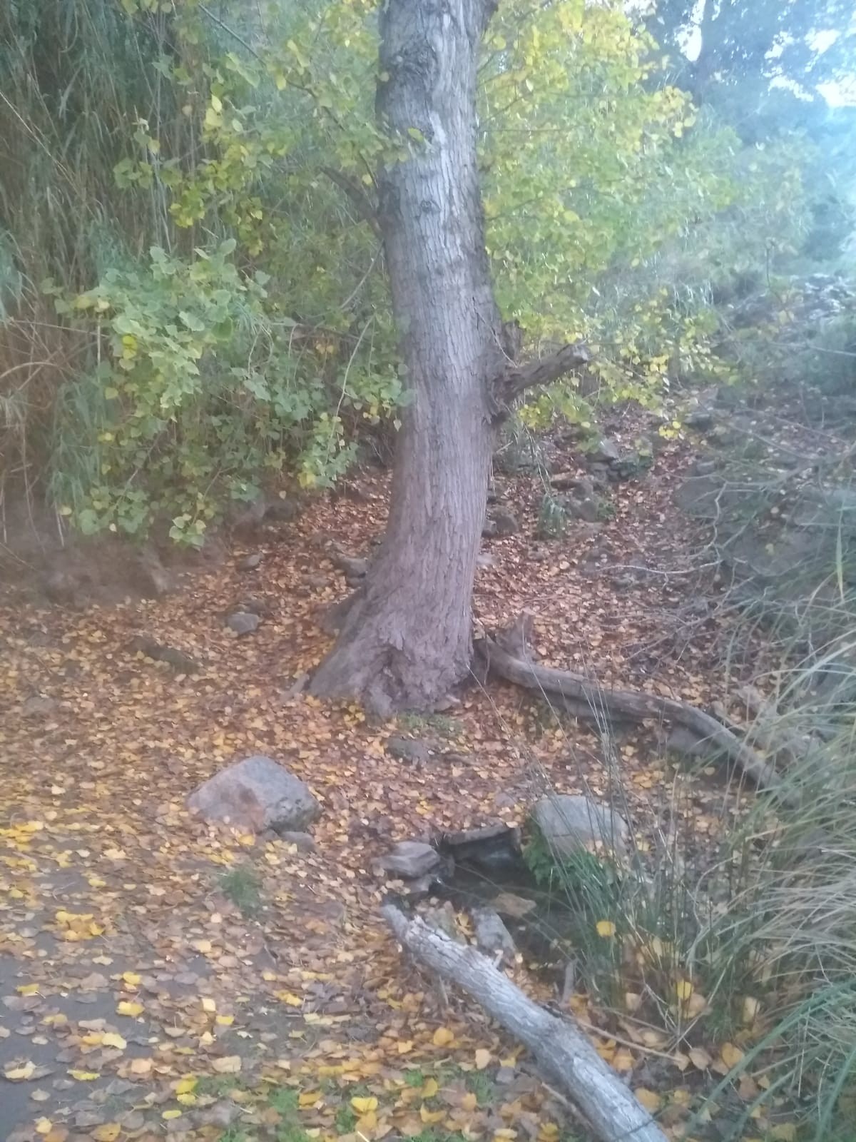 Tronco de árbol con un manto de hojas secas encima de la Tierra. Tiene las raíces a la vista.