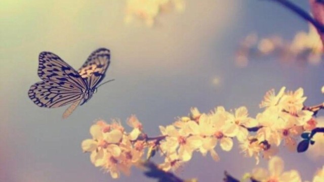 mariposa volando cerca de una rama de almendro en flor