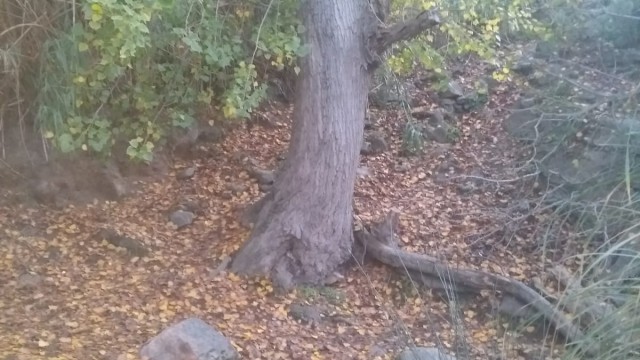 Tronco de árbol con un manto de hojas secas encima de la Tierra. Tiene las raíces a la vista.